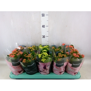 Kalanchoe blos.   ..rosebud mix  3