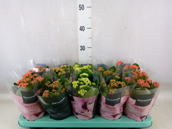 <h4>Kalanchoe blos.   ..rosebud mix  3</h4>