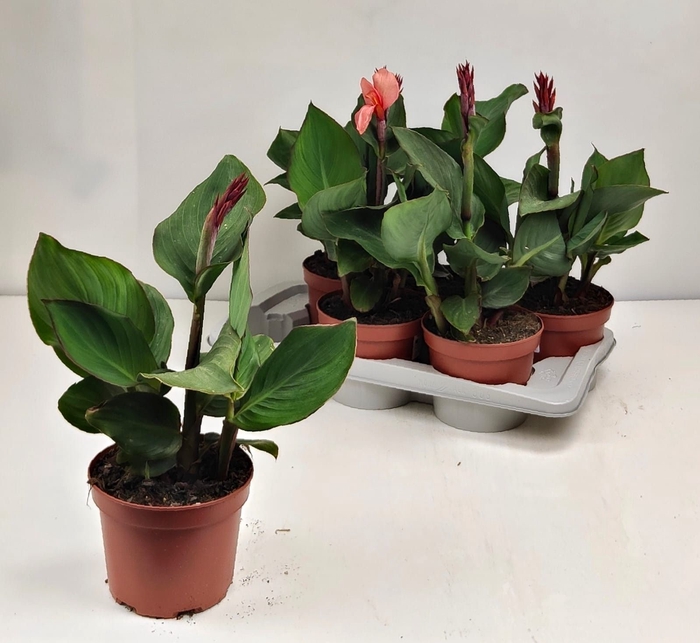 <h4>CANNA CAN MANGO</h4>