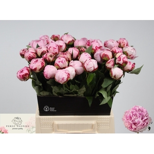 PAEO L SARA BERNHARD