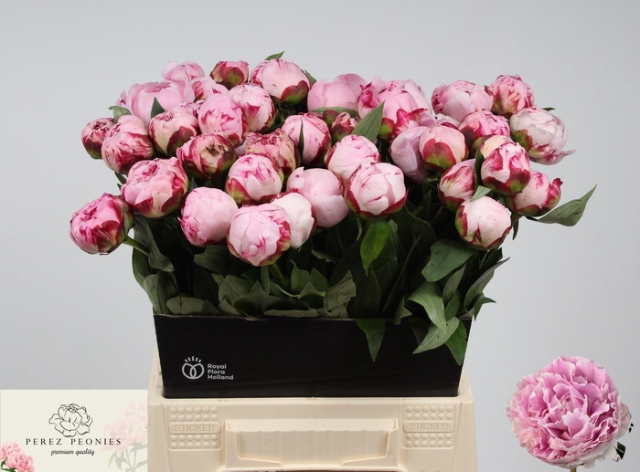 <h4>PAEO L SARA BERNHARD</h4>