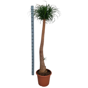 Beaucarnea 45 cm recht