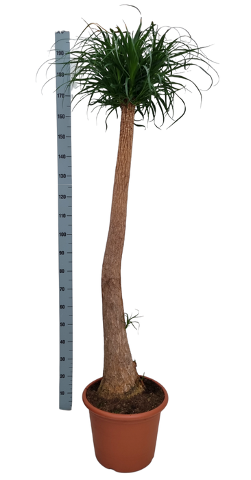 <h4>Beaucarnea 45 cm recht</h4>