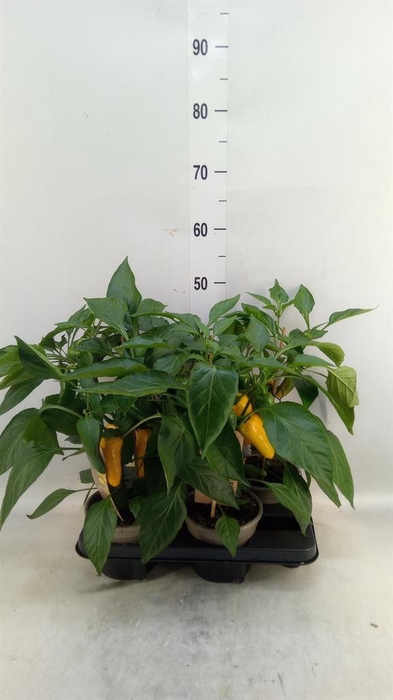 <h4>Capsicum annuum   ...paprika</h4>