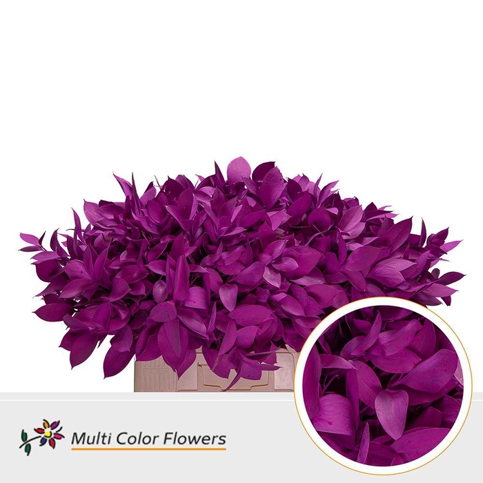 <h4>Ruscus   ...colored H%</h4>