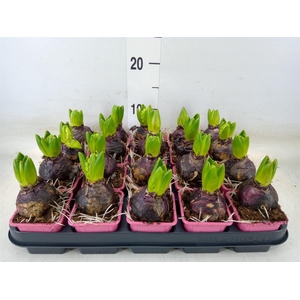 Hyacinthus orie. 'Fondant'