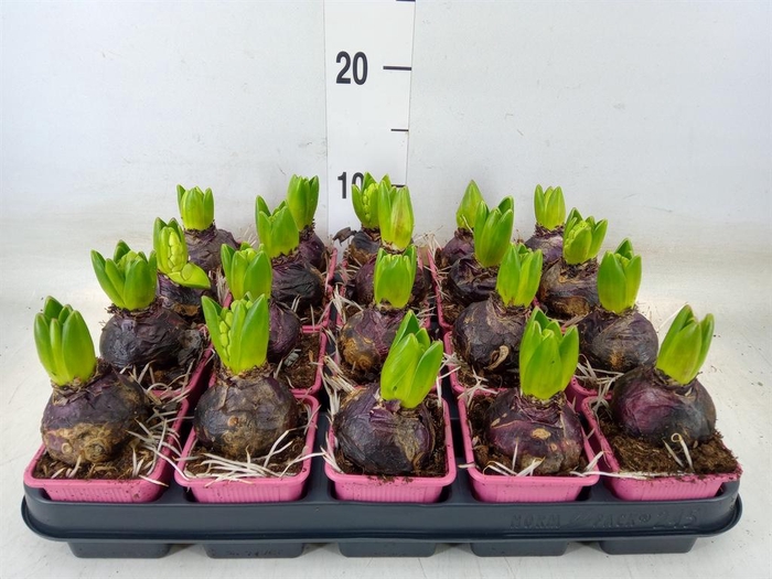 <h4>Hyacinthus orie. 'Fondant'</h4>