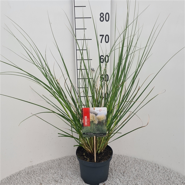 <h4>Cortaderia Sel. Pumila P19</h4>