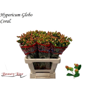 HYPER GLOBO CORAL