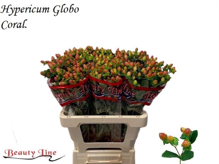 <h4>HYPER GLOBO CORAL</h4>