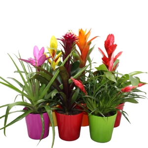 Bromelia Gemengd Coco (Met Hoes)
