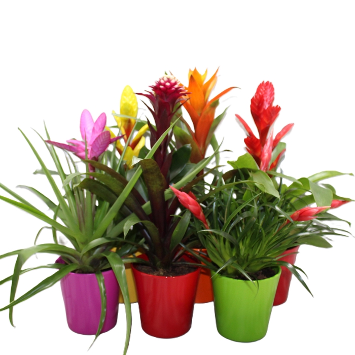 <h4>Bromelia Gemengd Coco (Met Hoes)</h4>