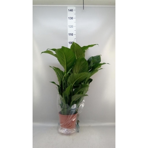 Spathiphyllum  'Sweet Lauretta'