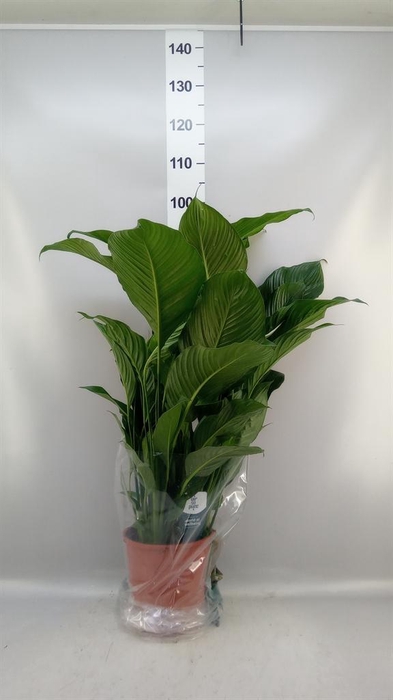 <h4>Spathiphyllum  'Sweet Lauretta'</h4>