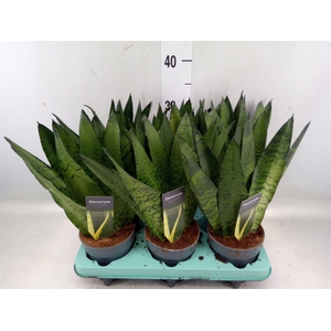 Sansevieria zeylanica