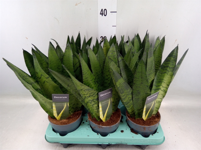 <h4>Sansevieria zeylanica</h4>