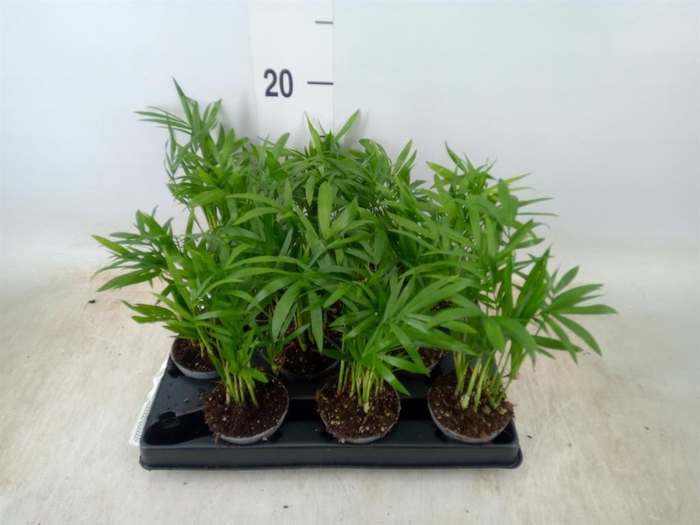 <h4>Chamaedorea   ...</h4>