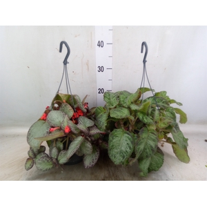 Episcia   ...