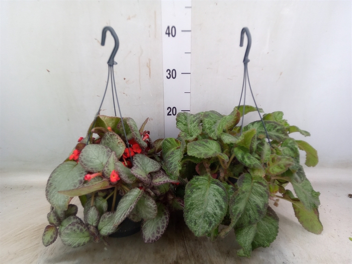 <h4>Episcia   ...</h4>