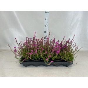 Erica cinerea 'Pallas'