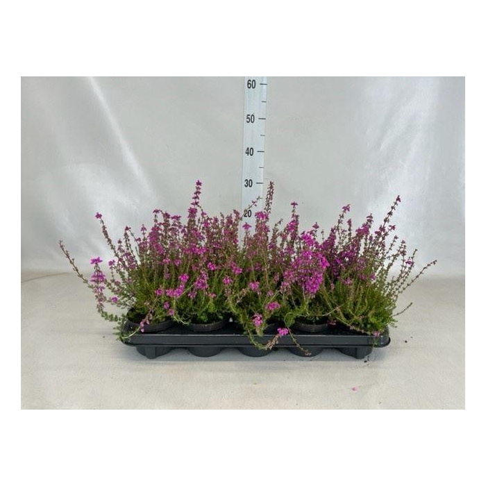 <h4>Erica cinerea 'Pallas'</h4>