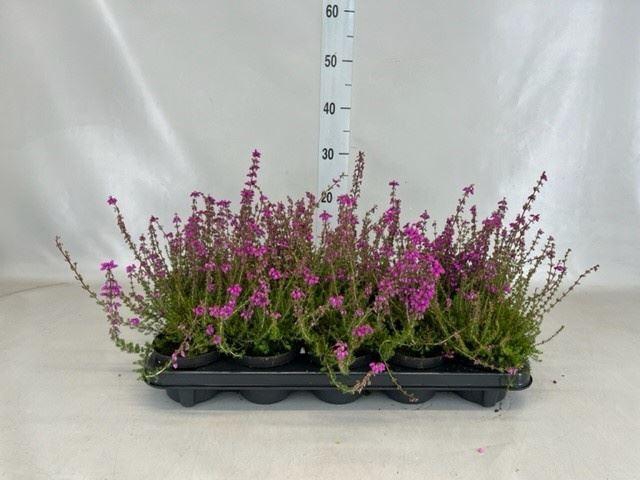 Erica cinerea 'Pallas'