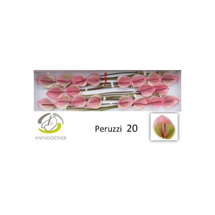 <h4>Anth A Peruzzi</h4>