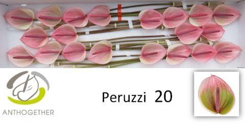 Anth A Peruzzi