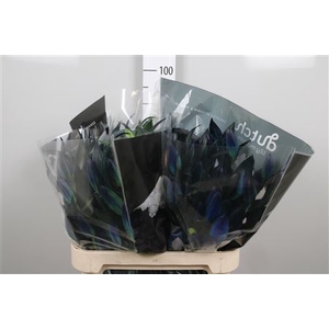 Lelie Blauw
