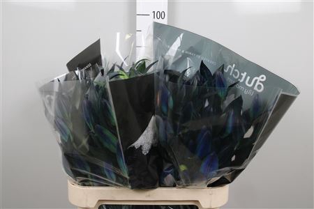 <h4>Lelie Blauw</h4>