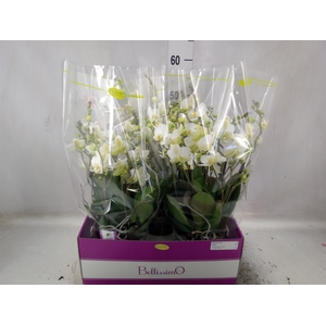 Phalaenopsis multi.   ...white