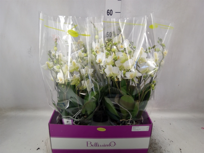 <h4>Phalaenopsis multi.   ...white</h4>