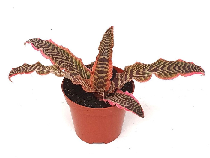 <h4>Cryptanthus bivittatus</h4>