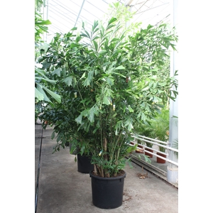 Caryota mitis