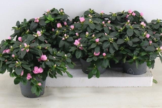 <h4>Rhodo Si Rose Vogel</h4>