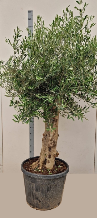 <h4>OLEA EUROPAEA</h4>