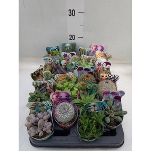 Cactus   ...mix