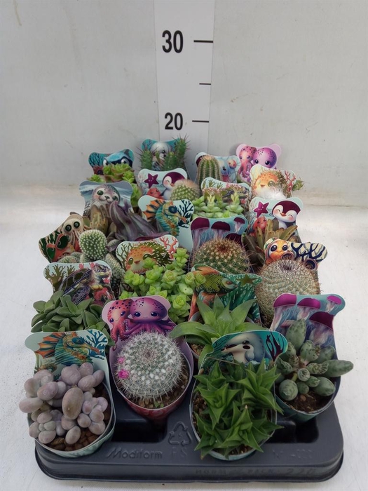 <h4>Cactus ...mix</h4>