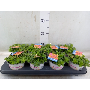 Portulaca   ...mix in pot