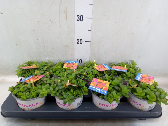 <h4>Portulaca   ...mix in pot</h4>