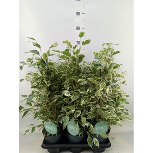 Ficus benja. 'Twilight'