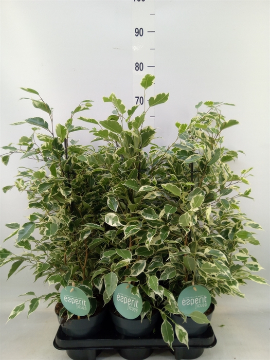 <h4>Ficus benja. 'Twilight'</h4>