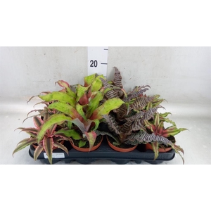 Cryptanthus   ...mix