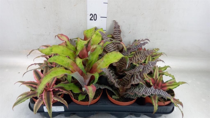 <h4>Cryptanthus ...mix</h4>