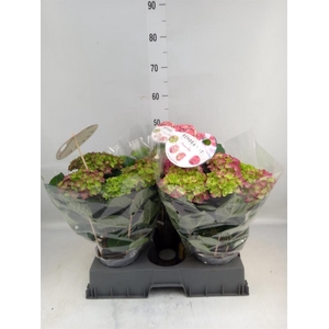 Hydrangea mac. 'Rembr Rosso Glor'