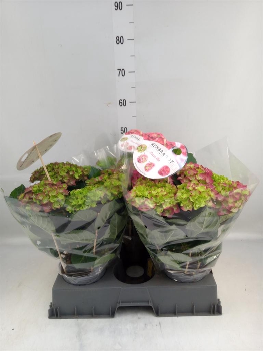 <h4>Hydrangea mac. 'Rembr Rosso Glor'</h4>