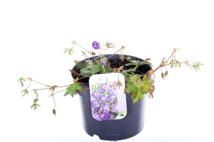 <h4>Geranium Bloom Me Away</h4>