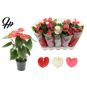 Anthurium 12 cm 3 color mix in Couture sleeve
