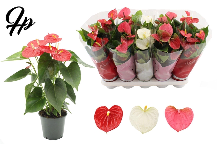 <h4>Anthurium 12 cm 3 color mix in Couture sleeve</h4>
