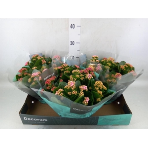 Kalanchoe blos.   ..rosebud mix/pot